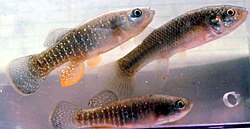 Bull Minnows
