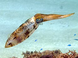 Squid