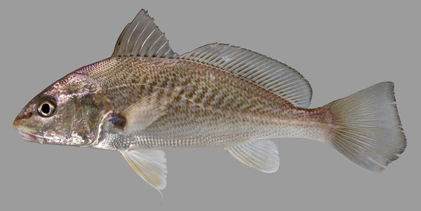 Atlantic croaker